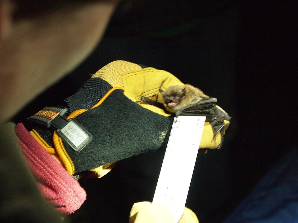 Prospection scientifique réalisée dans le cadre d'un inventaire de chauves-souris